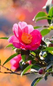 Preview wallpaper japanese camellia, flower, petals, leaves, pink