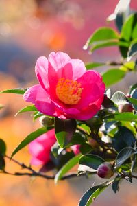 Preview wallpaper japanese camellia, flower, petals, leaves, pink