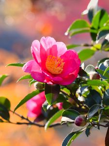 Preview wallpaper japanese camellia, flower, petals, leaves, pink