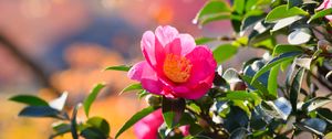 Preview wallpaper japanese camellia, flower, petals, leaves, pink