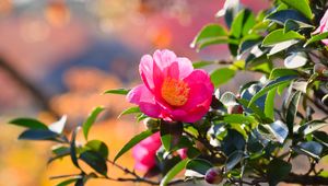 Preview wallpaper japanese camellia, flower, petals, leaves, pink