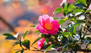 Preview wallpaper japanese camellia, flower, petals, leaves, pink