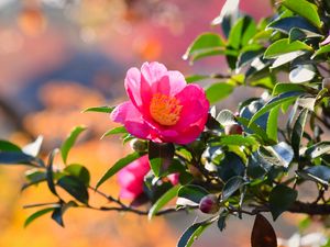 Preview wallpaper japanese camellia, flower, petals, leaves, pink