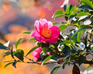 Preview wallpaper japanese camellia, flower, petals, leaves, pink