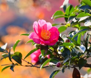 Preview wallpaper japanese camellia, flower, petals, leaves, pink