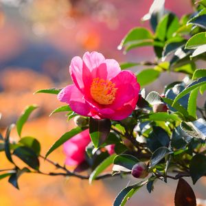 Preview wallpaper japanese camellia, flower, petals, leaves, pink