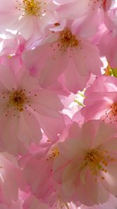 Preview wallpaper japanese cherry, flowers, flowering