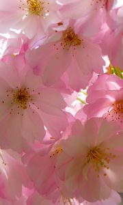 Preview wallpaper japanese cherry, flowers, flowering