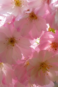 Preview wallpaper japanese cherry, flowers, flowering