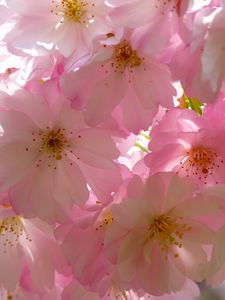 Preview wallpaper japanese cherry, flowers, flowering