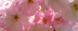 Preview wallpaper japanese cherry, flowers, flowering