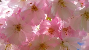 Preview wallpaper japanese cherry, flowers, flowering