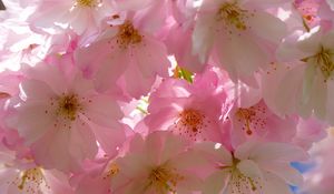 Preview wallpaper japanese cherry, flowers, flowering