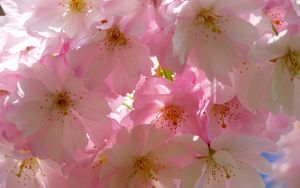 Preview wallpaper japanese cherry, flowers, flowering