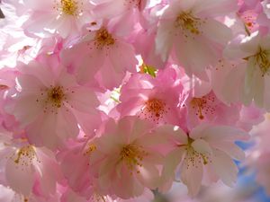 Preview wallpaper japanese cherry, flowers, flowering