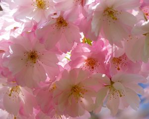 Preview wallpaper japanese cherry, flowers, flowering