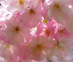 Preview wallpaper japanese cherry, flowers, flowering