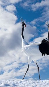 Preview wallpaper japanese crane, walk, couple, bird, beautiful