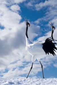 Preview wallpaper japanese crane, walk, couple, bird, beautiful