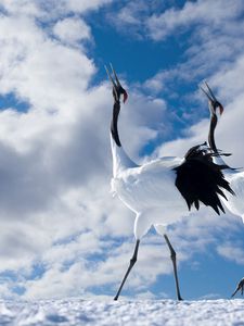 Preview wallpaper japanese crane, walk, couple, bird, beautiful