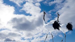 Preview wallpaper japanese crane, walk, couple, bird, beautiful