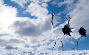Preview wallpaper japanese crane, walk, couple, bird, beautiful