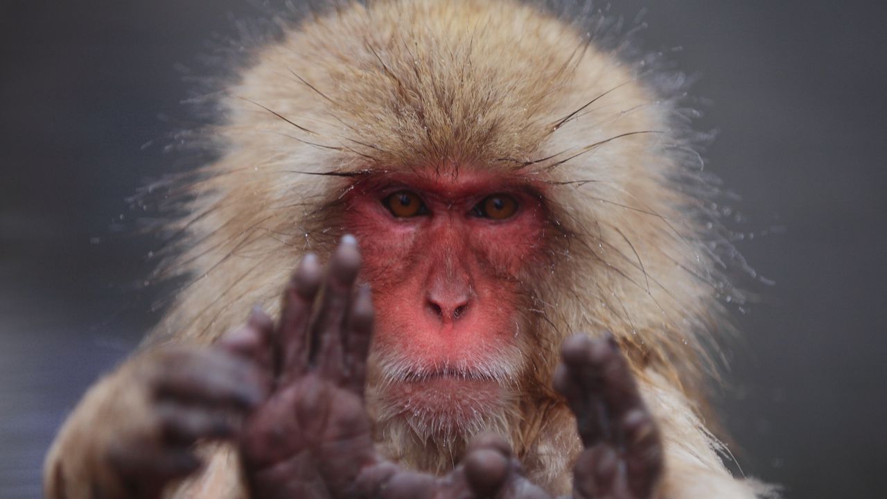 Wallpaper japanese macaque, face, hair