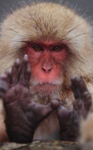 Preview wallpaper japanese macaque, face, hair