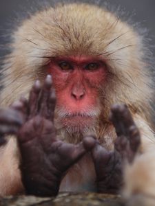 Preview wallpaper japanese macaque, face, hair