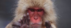 Preview wallpaper japanese macaque, face, hair