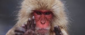 Preview wallpaper japanese macaque, face, hair