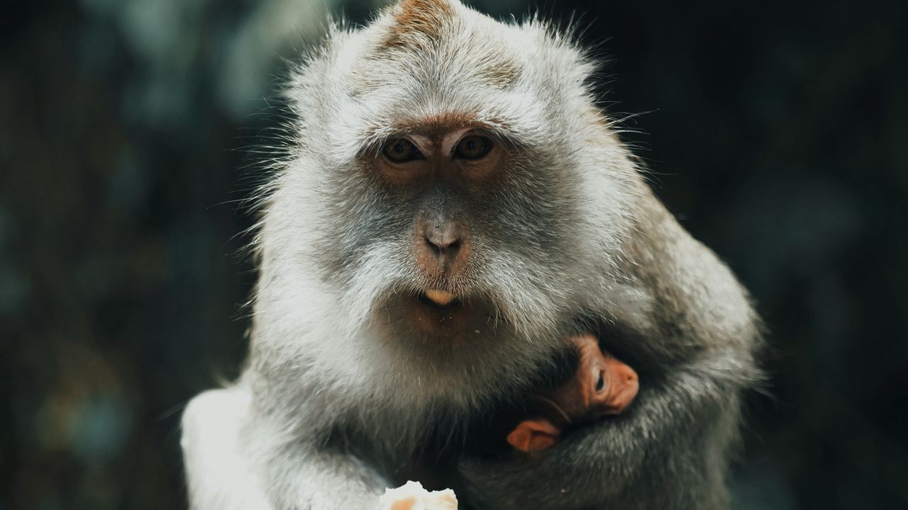 Wallpaper japanese macaque, monkey, gray, animal