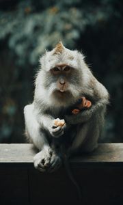 Preview wallpaper japanese macaque, monkey, gray, animal