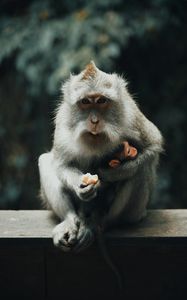 Preview wallpaper japanese macaque, monkey, gray, animal