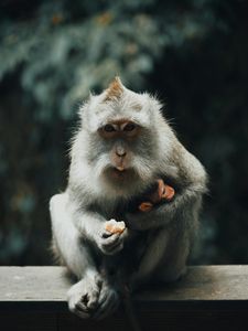 Preview wallpaper japanese macaque, monkey, gray, animal