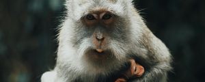 Preview wallpaper japanese macaque, monkey, gray, animal