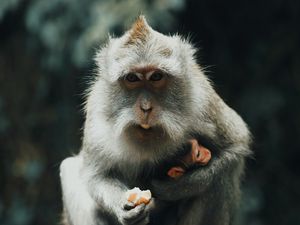 Preview wallpaper japanese macaque, monkey, gray, animal