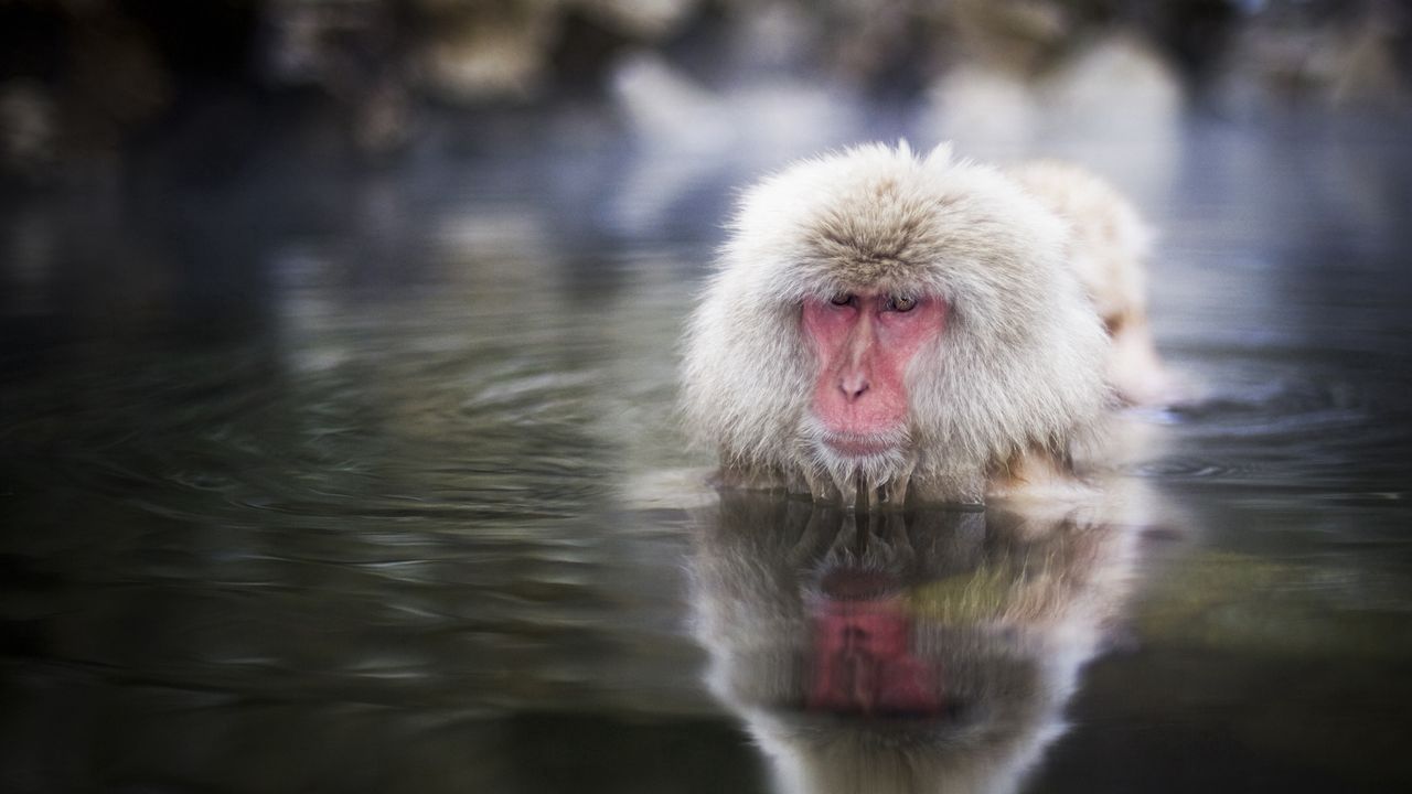 Wallpaper japanese macaque, swimming, water, face