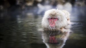 Preview wallpaper japanese macaque, swimming, water, face