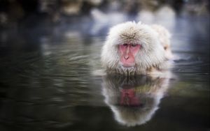 Preview wallpaper japanese macaque, swimming, water, face
