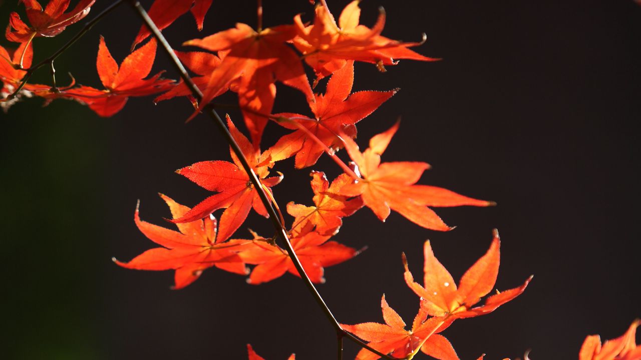 Wallpaper japanese maple, branch, leaves, red, macro