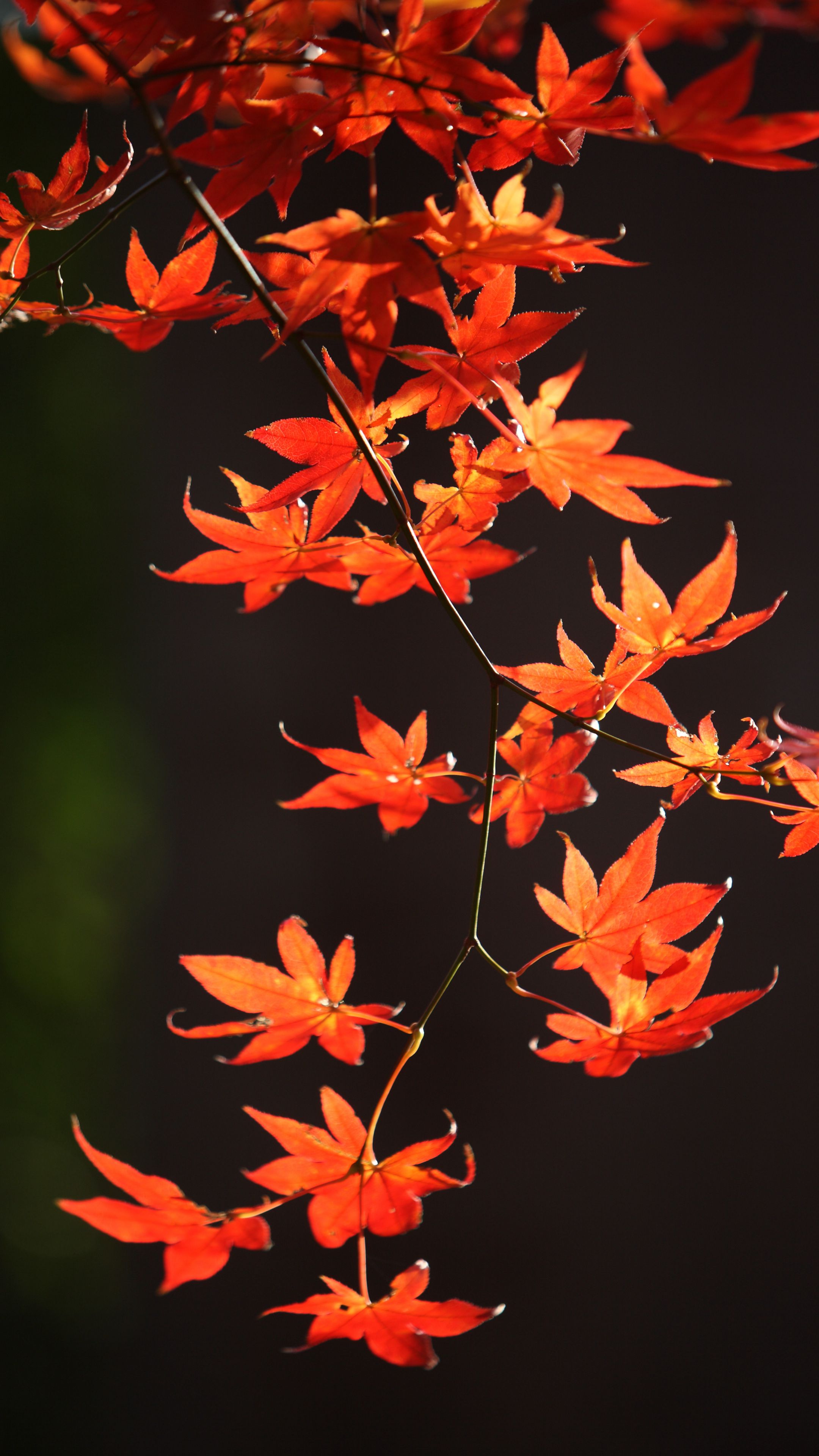 Download wallpaper 2160x3840 japanese maple, branch, leaves, red, macro