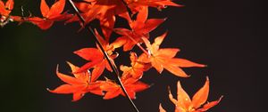 Preview wallpaper japanese maple, branch, leaves, red, macro