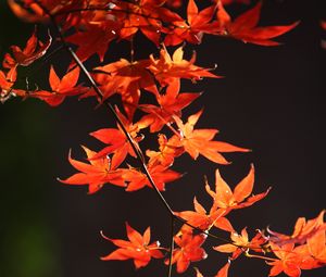 Preview wallpaper japanese maple, branch, leaves, red, macro