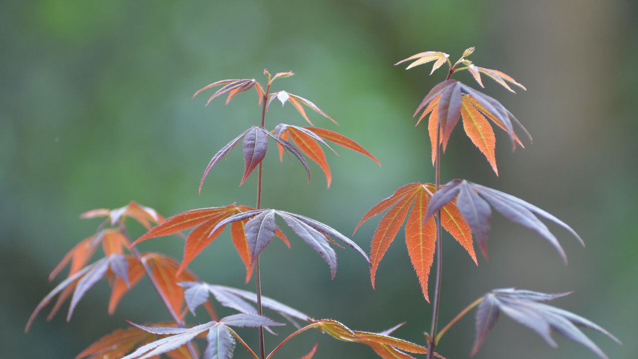 Wallpaper japanese maple, branches, leaves, plant, macro