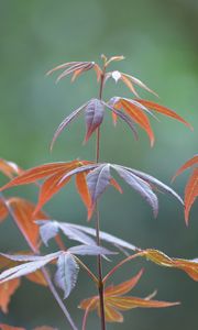 Preview wallpaper japanese maple, branches, leaves, plant, macro