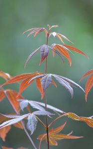 Preview wallpaper japanese maple, branches, leaves, plant, macro