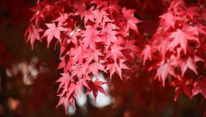 Preview wallpaper japanese maple, branches, leaves, red, plant