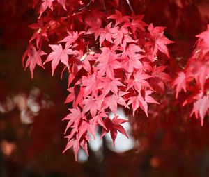 Preview wallpaper japanese maple, branches, leaves, red, plant