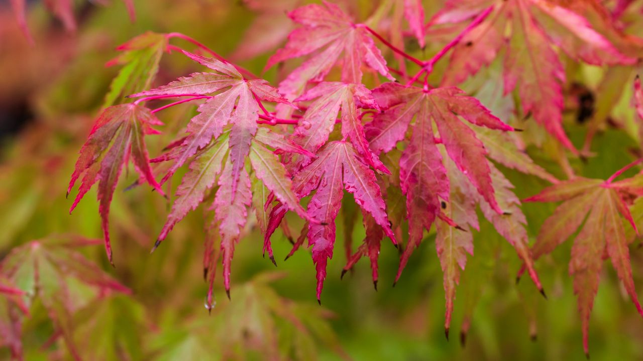 Wallpaper japanese maple, leaves, autumn, macro, red, wet